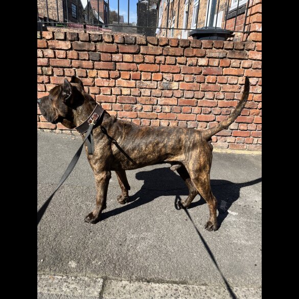 Presa Canario