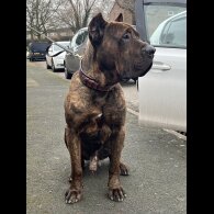 Presa Canario
