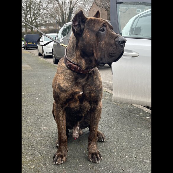 Presa Canario