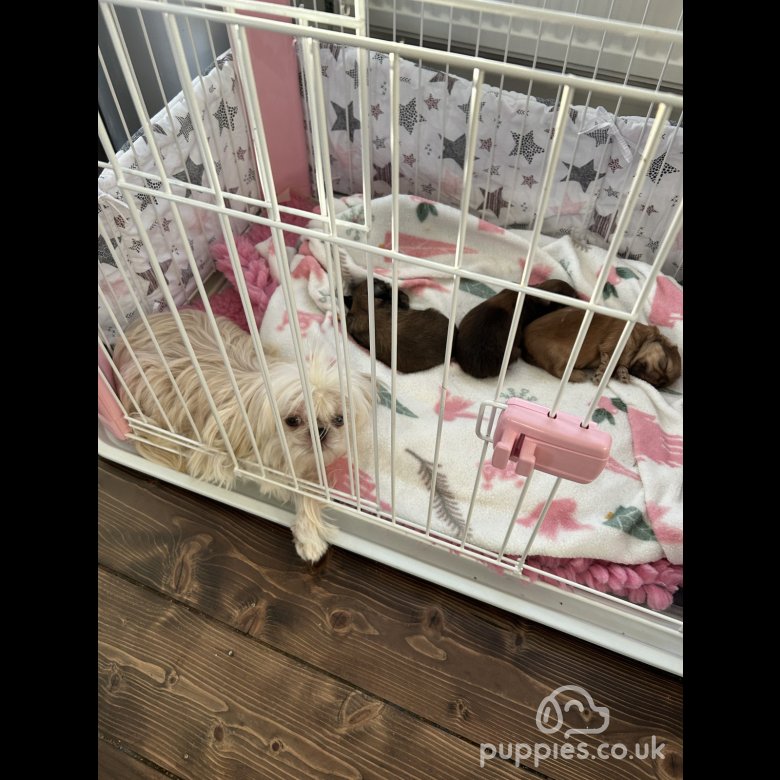 Shih Tzu Sale Chester, Cheshire Imperial KC Shih Tzu Puppies