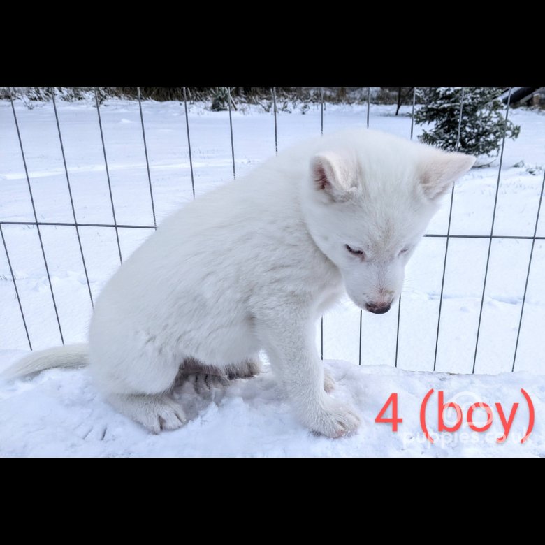 Siberian Husky - Both