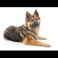Alaskan Malamute - Both