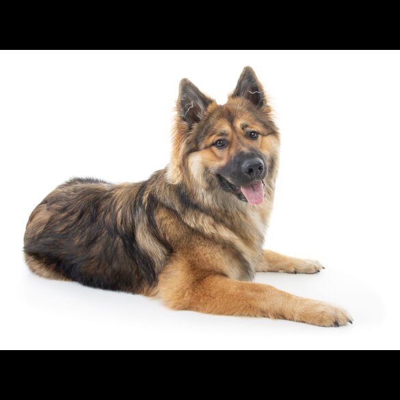 Alaskan Malamute - Both