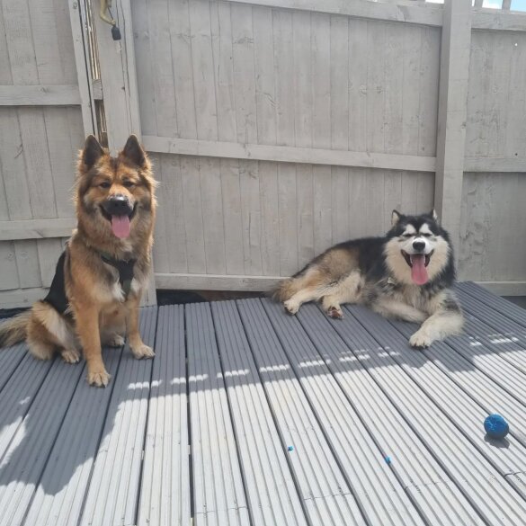 Alaskan Malamute - Both