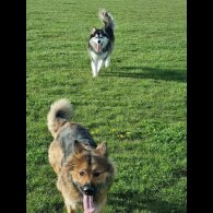 Alaskan Malamute - Both
