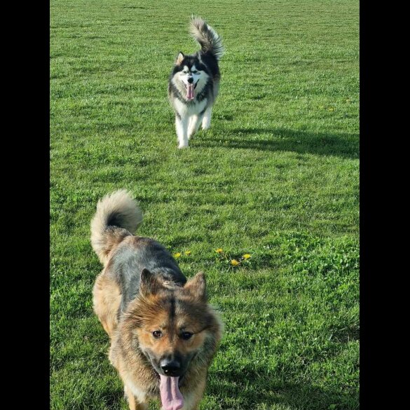 Alaskan Malamute - Both