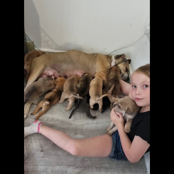 American Bulldog - Both