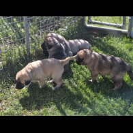 Anatolian Shepherd Dog - Both