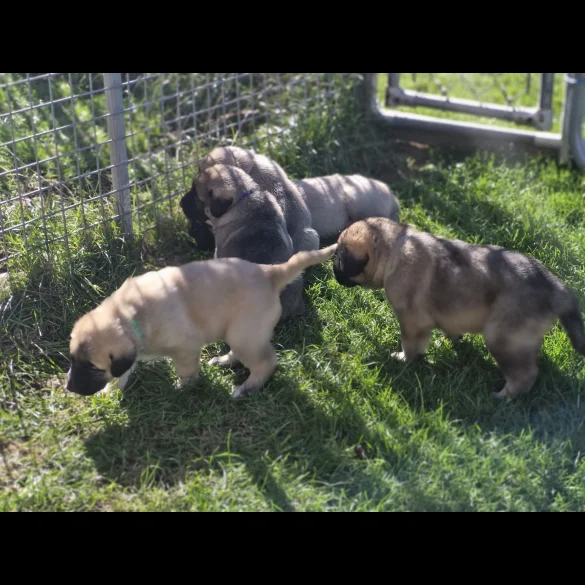 Anatolian Shepherd Dog - Both