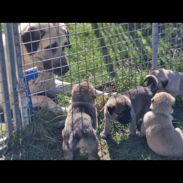 Anatolian Shepherd Dog - Both