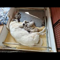 Anatolian Shepherd Dog - Both