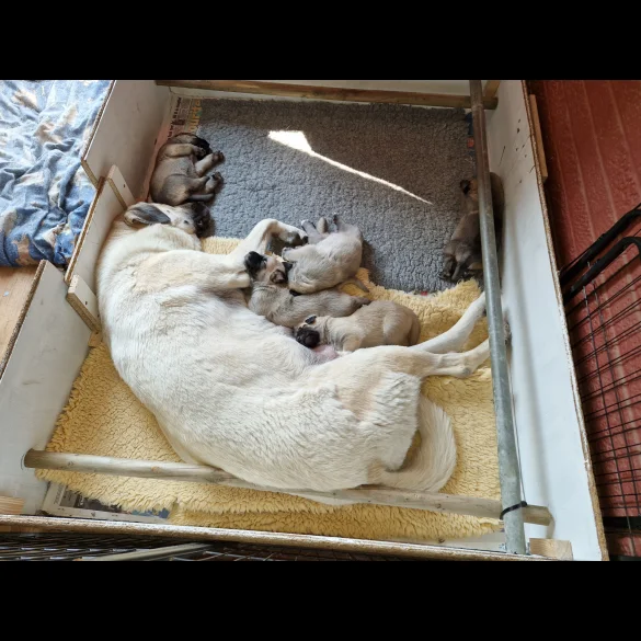 Anatolian Shepherd Dog - Both