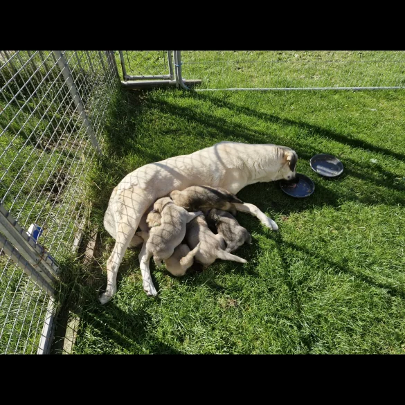 Anatolian Shepherd Dog - Both