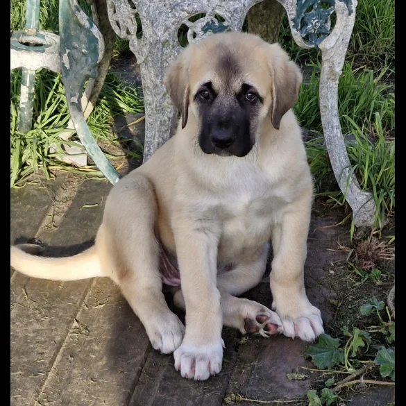 Anatolian Shepherd Dog - Both