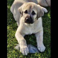 Anatolian Shepherd Dog - Both