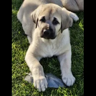 Anatolian Shepherd Dog - Both