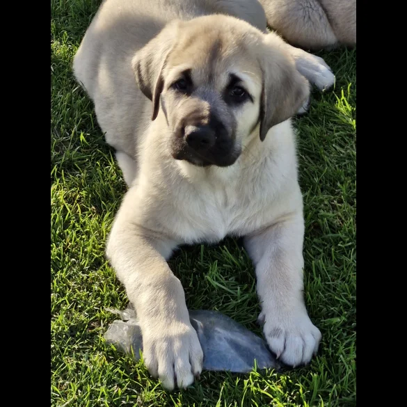 Anatolian Shepherd Dog - Both