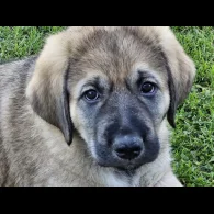 Anatolian Shepherd Dog - Both