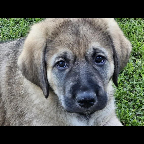 Anatolian Shepherd Dog - Both