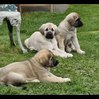 Anatolian Shepherd Dog - Both