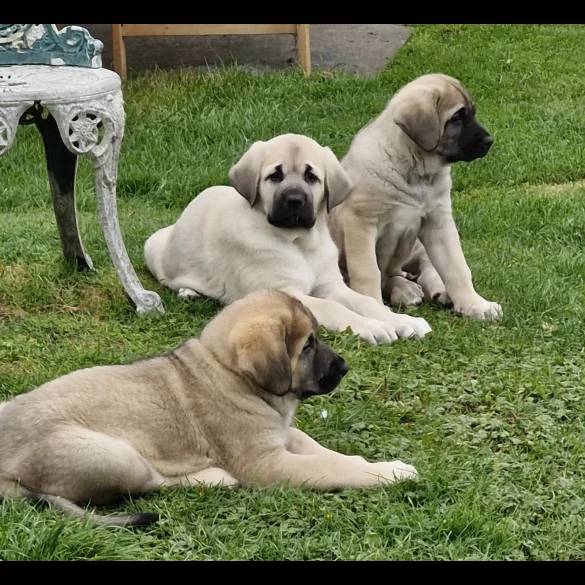 Anatolian Shepherd Dog - Both