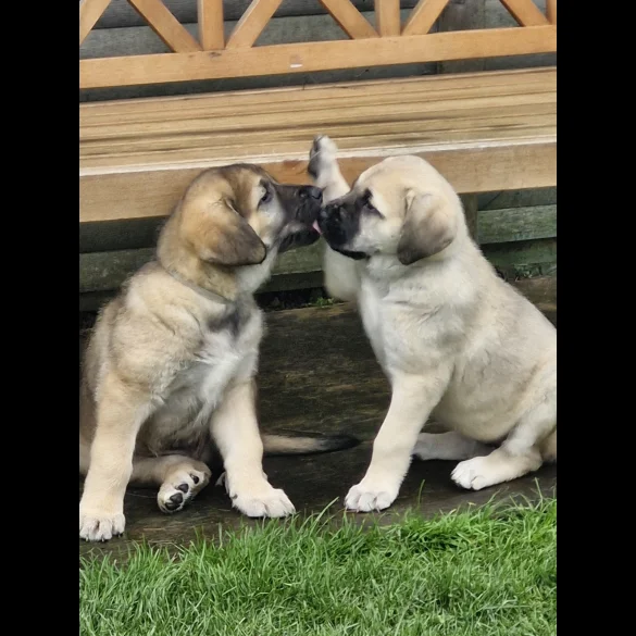 Anatolian Shepherd Dog - Both