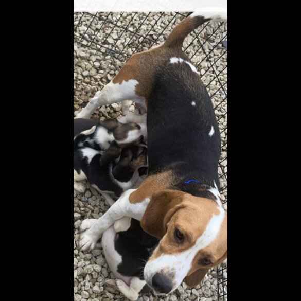 Beagle - Both