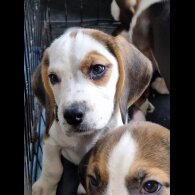 Beagle - Both