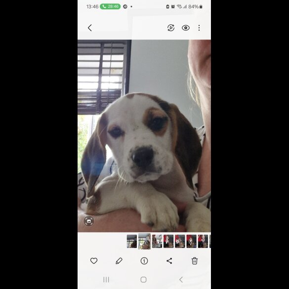 Beagle - Both