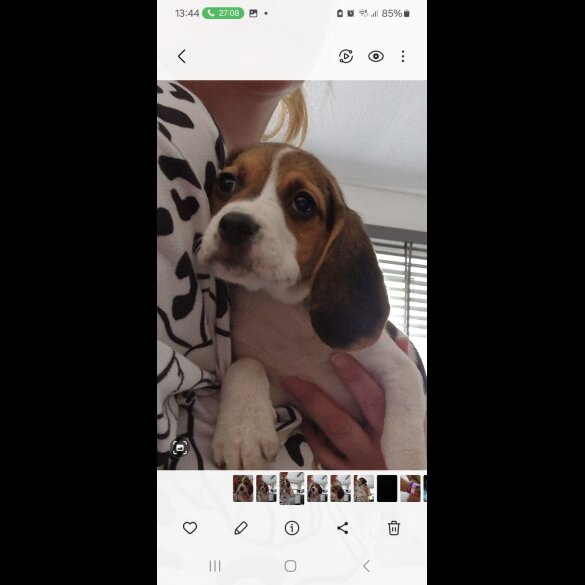 Beagle - Both