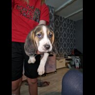 Beagle - Both