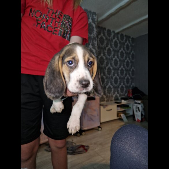 Beagle - Both