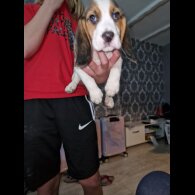Beagle - Both