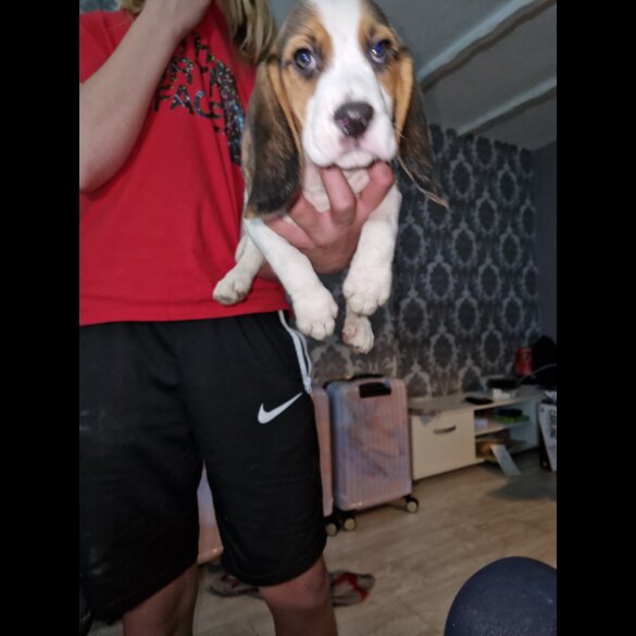 Beagle - Both