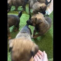 Belgian Shepherd Dog (Tervuren) - Both
