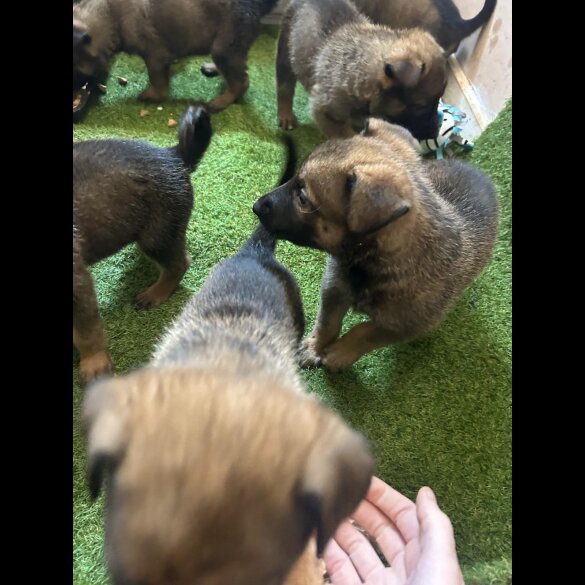 Belgian Shepherd Dog (Tervuren) - Both