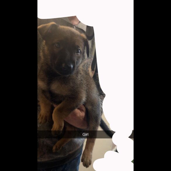Belgian Shepherd Dog (Tervuren) - Both