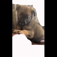 Belgian Shepherd Dog (Tervuren) - Both