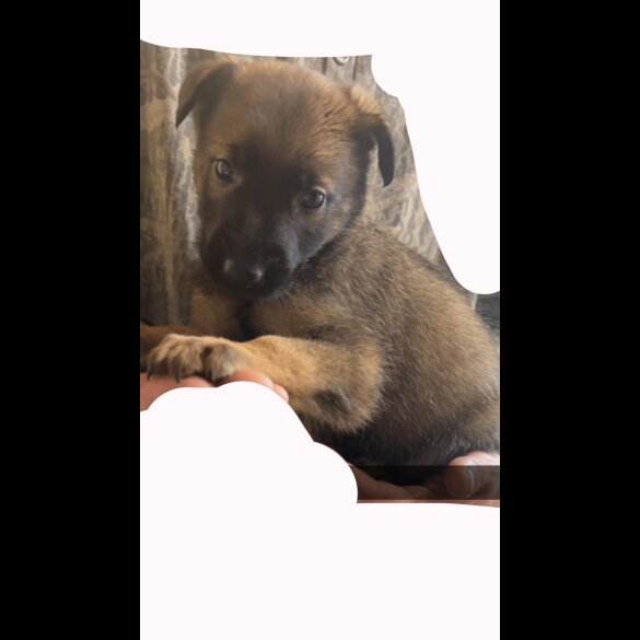 Belgian Shepherd Dog (Tervuren) - Both