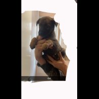 Belgian Shepherd Dog (Tervuren) - Both