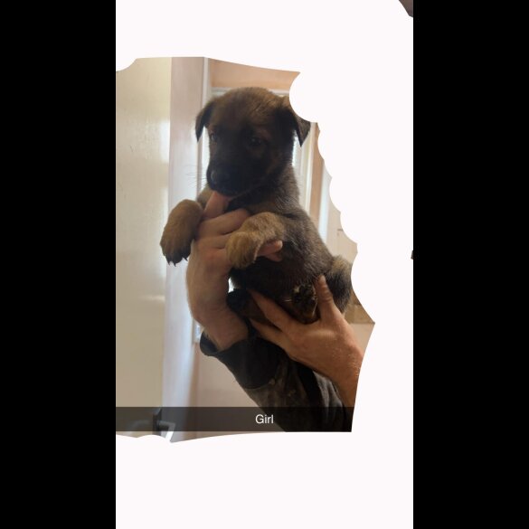 Belgian Shepherd Dog (Tervuren) - Both
