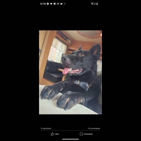 Belgian Shepherd Dog (Tervuren) - Both