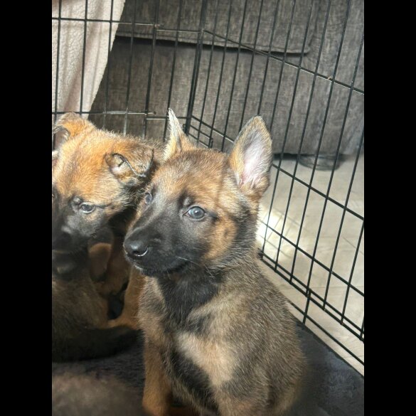 Belgian Shepherd Dog (Tervuren) - Both