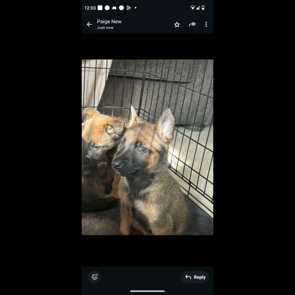 Belgian Shepherd Dog (Tervuren) - Both