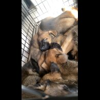 Belgian Shepherd Dog (Tervuren) - Both