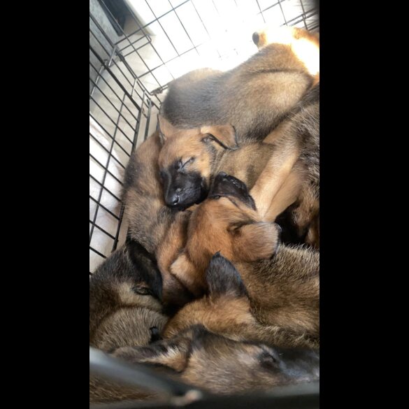 Belgian Shepherd Dog (Tervuren) - Both