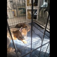 Belgian Shepherd Dog (Tervuren) - Both