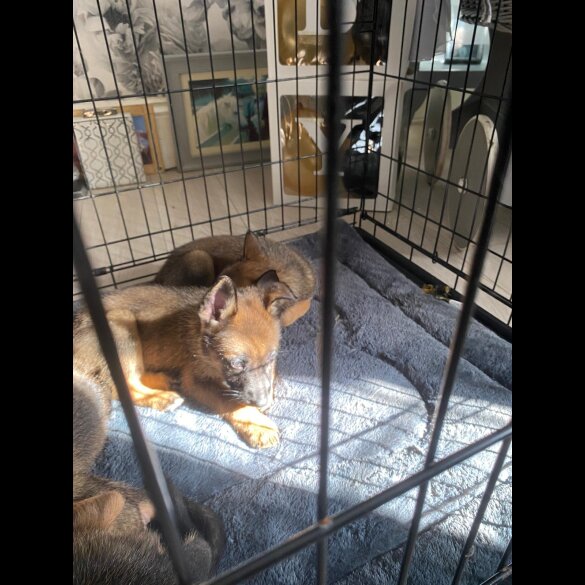 Belgian Shepherd Dog (Tervuren) - Both