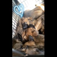 Belgian Shepherd Dog (Tervuren) - Both