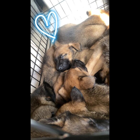 Belgian Shepherd Dog (Tervuren) - Both